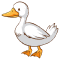 cartoon-duck