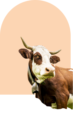 cow