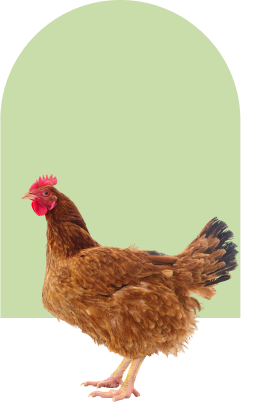 hen