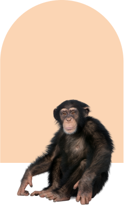 monkey