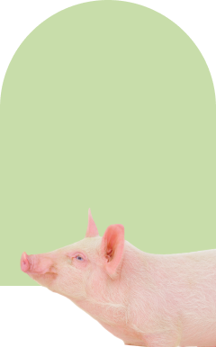 pig